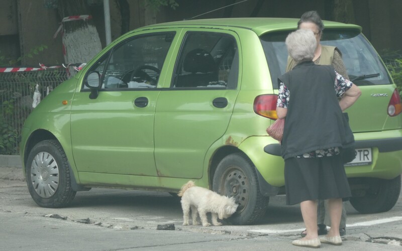 Kleiner Streuner schnüffelt an einem Auto in Bukarest.
