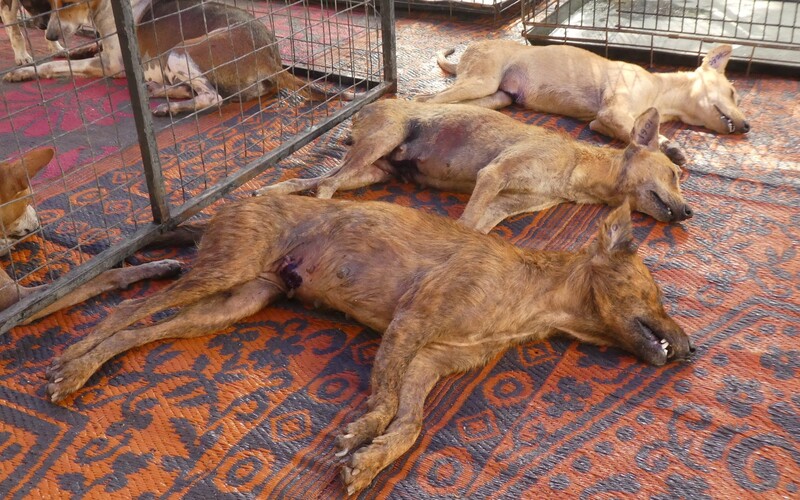 Um den Hundeleid auf Sri Lanka nachhaltig entgegenwirken zu können, braucht es umfangreiche Weiterbildungsmöglichkeiten für heimische Tierärzte.