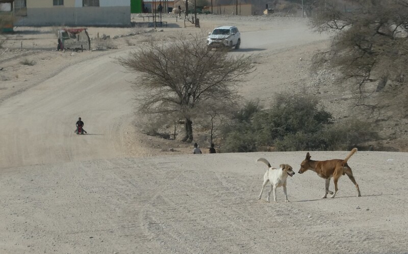 Spielende Streuner auf einer Dorfstraße in Südnamibia.
