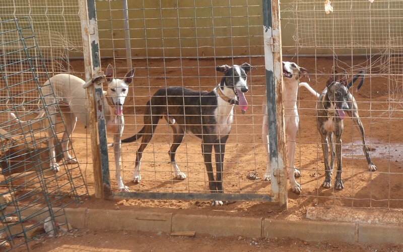 Schätzungsweise 50.000 Galgos werden jedes Jahr von Jägern auf unterschiedliche Weise abgestoßen.
