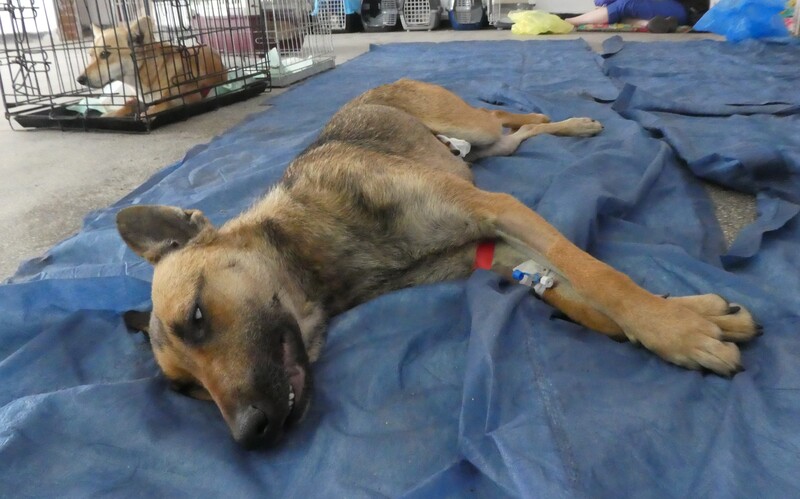 Nach erfolgter Kastration stehen in der Aufwachphase alle Hunde unter permanenter Aufsicht.