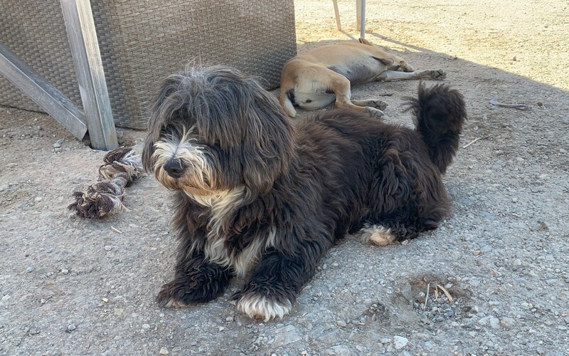 Hier leben nicht nur Streuner, sondern auch ehemalige Familienhunde.