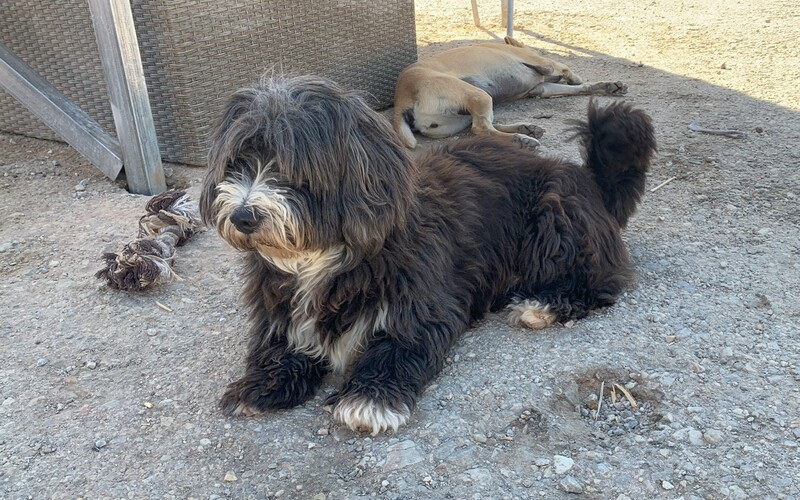 Hier leben nicht nur Streuner, sondern auch ehemalige Familienhunde.