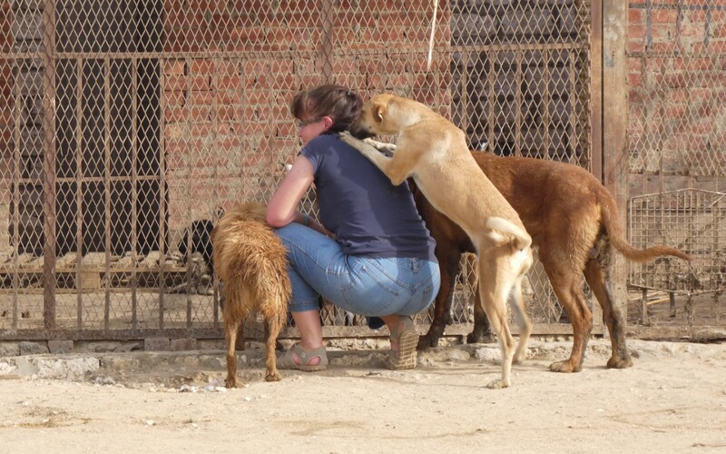 Kleinere Hundegruppen leben in Zwingern zusammen.