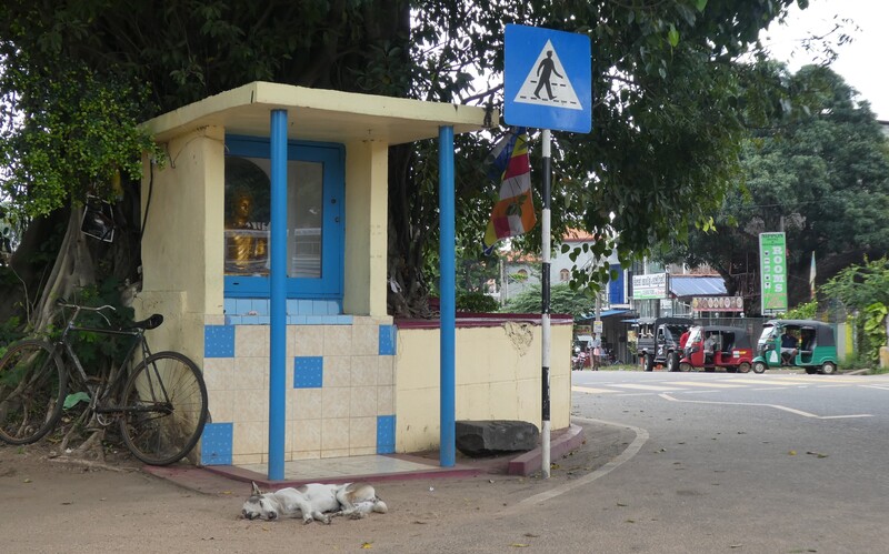Schlafender Streuner an einer Bushaltestelle in Kandy.
