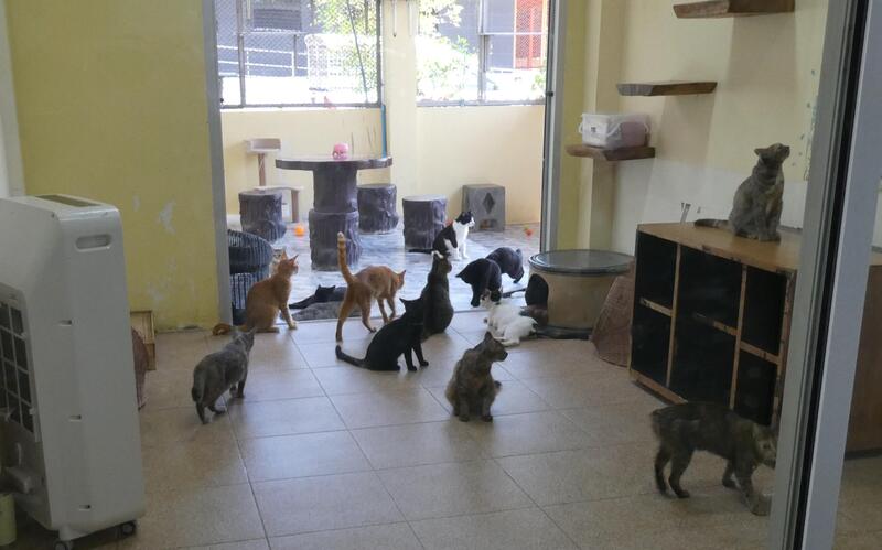 hunderter Katzen,