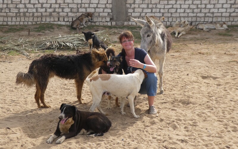 Esel finden ebenfalls Unterschlupf im CART Dog Shelter.