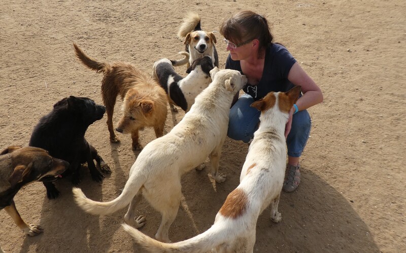 Aber auch um selten verfügbare Streicheleinheiten entsteht schnell Streit unter den Hunden.