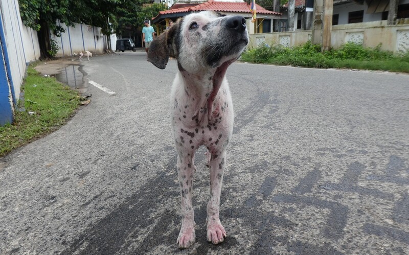 Aufgrund der Vielzahl der frei lebenden Hunde auf Sri Lanka leiden viele an ansteckenden, parasitären Erkrankungen.
