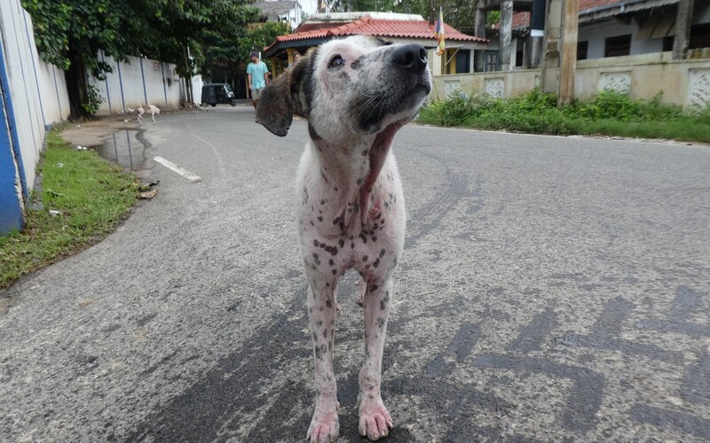 Aufgrund der Vielzahl der frei lebenden Hunde auf Sri Lanka leiden viele an ansteckenden, parasitären Erkrankungen.
