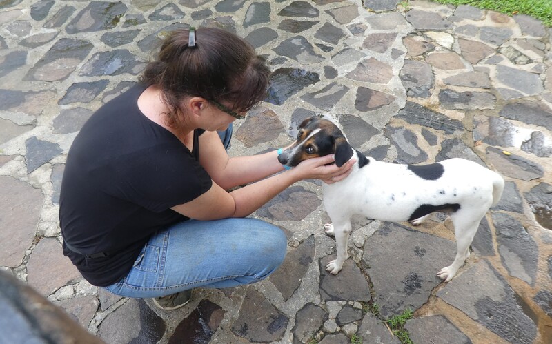 eine vorübergehende Betreuung von Besitzerhunden sowie die Aufnahme von kürzlich ausgesetzten Hunden,