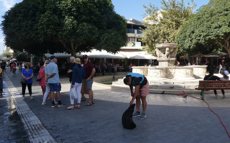 Der eine oder andere nimmt gern Streicheleinheiten von Touristen entgegen.
