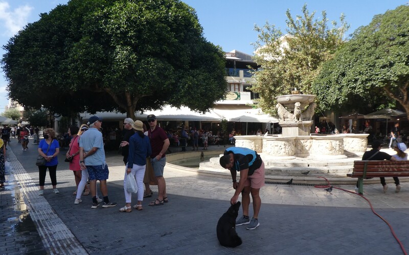 Der eine oder andere nimmt gern Streicheleinheiten von Touristen entgegen.
