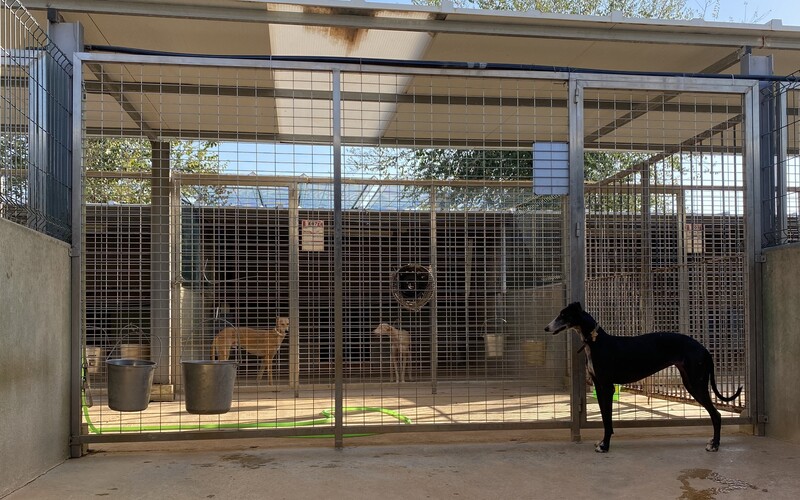 Überwiegend werden Galgo Espanol aufgenommen.