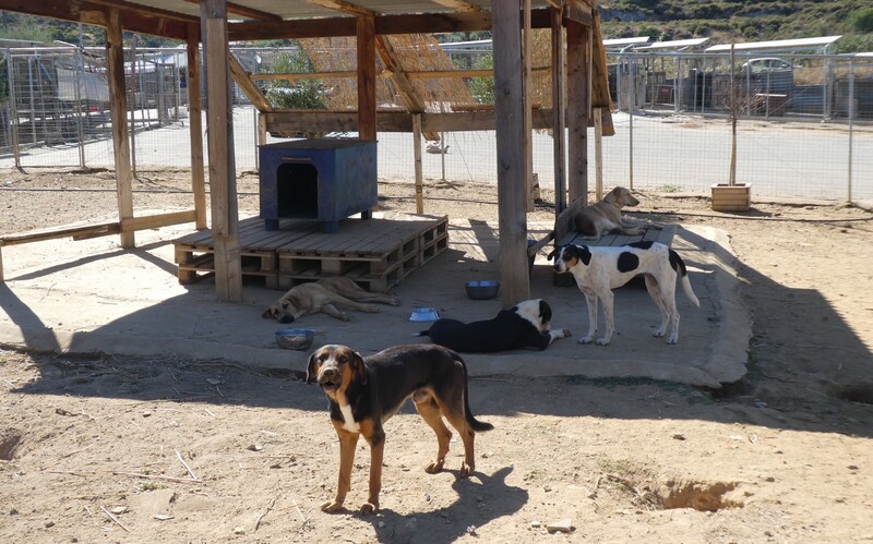Hunde werden in möglichst passenden Gruppen zusammengestellt.