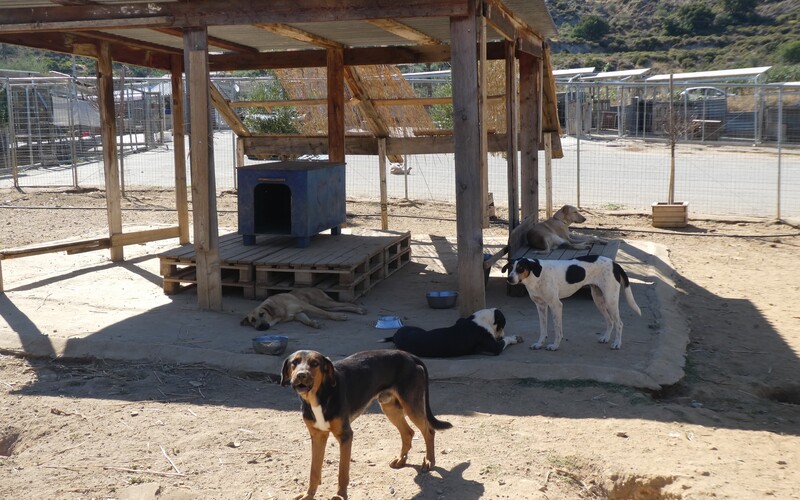 Hunde werden in möglichst passenden Gruppen zusammengestellt.