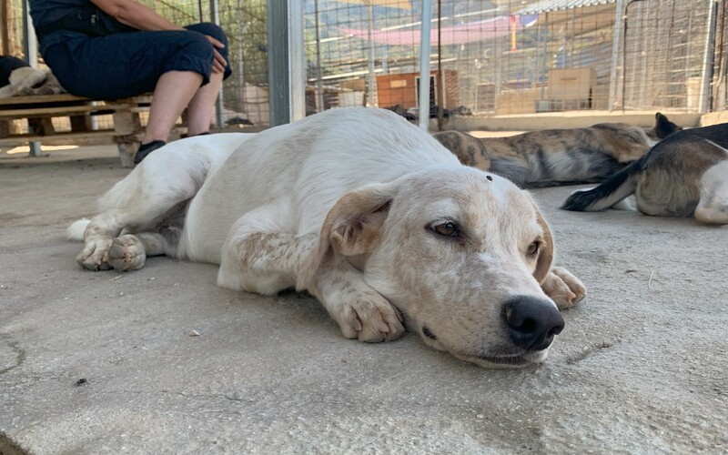 Durch organisierte Abläufe finden aber auch alle Hunde mehrmals täglich zur nötigen Ruhe.