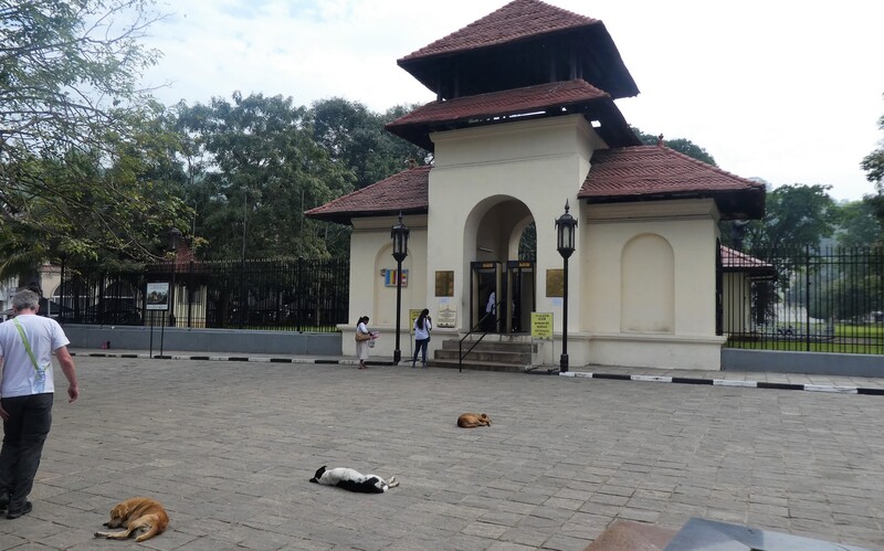 Schlafende Streuner vor einer buddhistischen Tempelanlage in Kandy.

