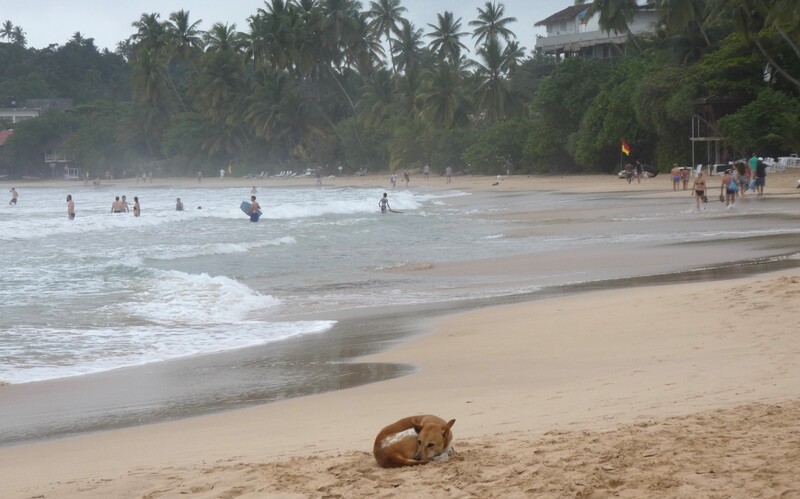 Dösender Streuner an einem öffentlichen Badestrand im Süden Sri Lankas.
