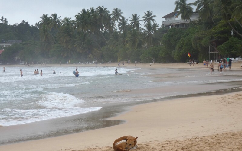 Dösender Streuner an einem öffentlichen Badestrand im Süden Sri Lankas.
