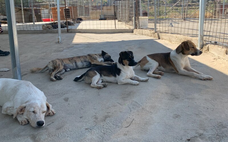 Das Souda Shelter auf Kreta wird mit sehr viel Herzblut geführt.