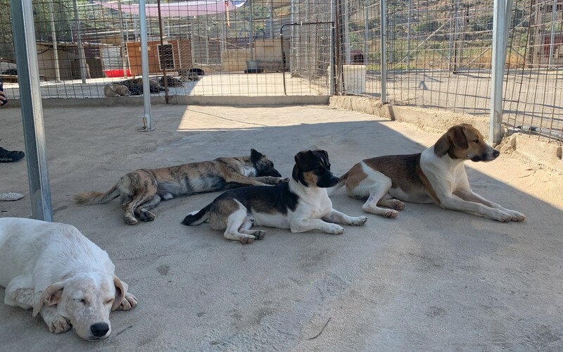 Das Souda Shelter auf Kreta wird mit sehr viel Herzblut geführt.