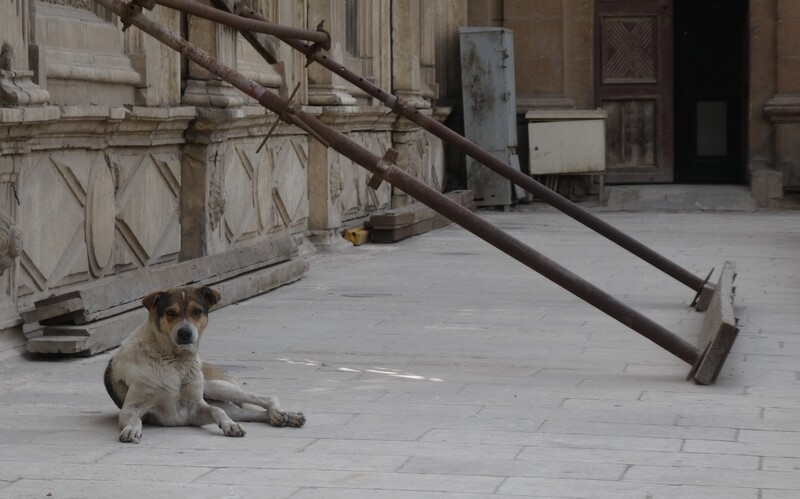 Verschlafener Straßenhund vor einem Museum.
