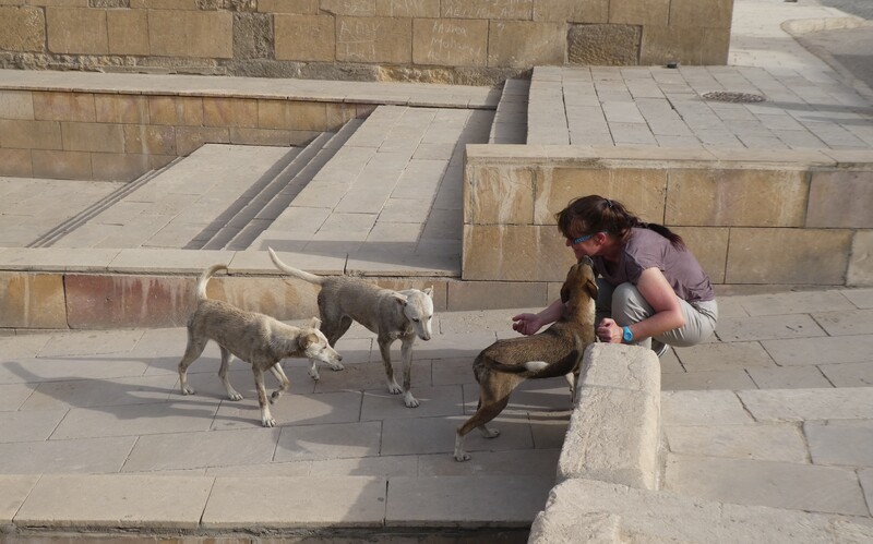 Drei junge Straßenhunde nehmen an einer Pyramide vorsichtig Kontakt zu mir auf.