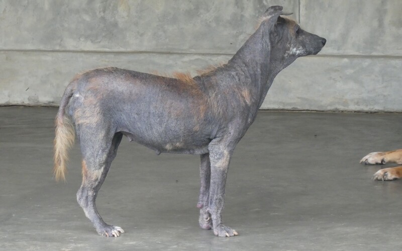 die Behandlung und Versorgung kranker Hunde, 