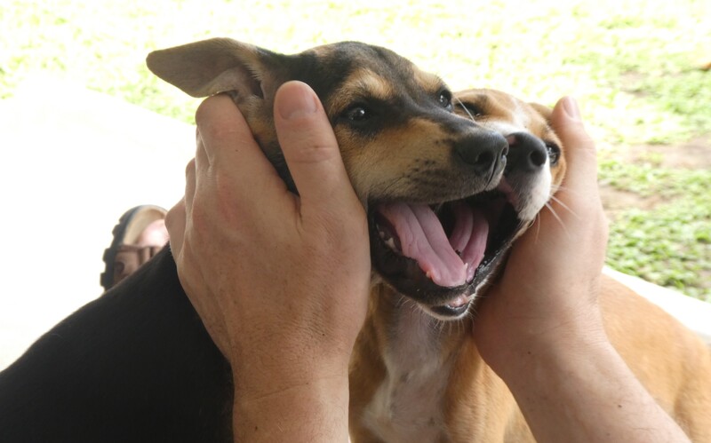 Ein wahrhaftig herausragendes Tierschutzprojekt, für das es sich auf jeden Fall zu spenden lohnt!