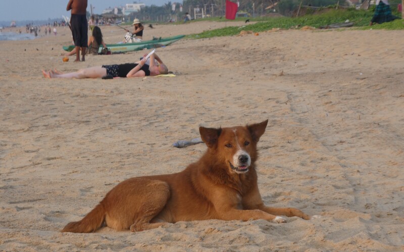 Streuner an einem bei Einheimischen beliebten Badestrand im Nordwesten Sri Lankas.
