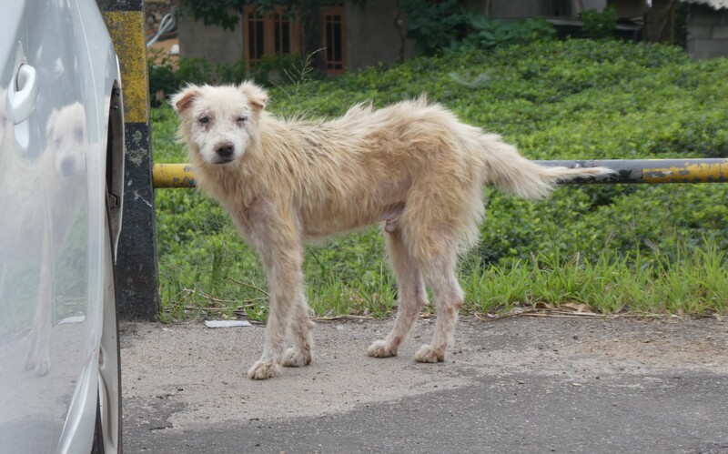 Derart leidende Hunde sind auf die Hilfe von Tierschützer:innen vor Ort angewiesen.
