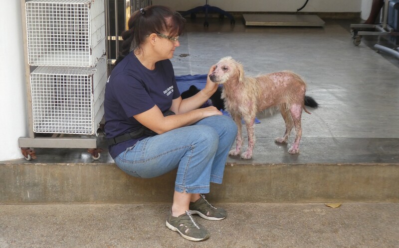 die Behandlung und Versorgung verletzter Hunde, 

