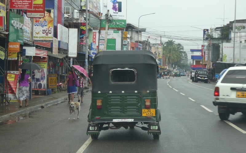 Auf Sri Lanka leben Millionen und Abermillionen von Straßenhunden.
