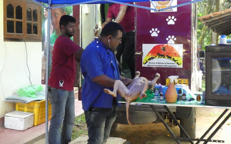 Ein singalesisches Tierärzte-Team kümmert sich vornehmlich um Kastrationen von Streunern und Besitzerhunden im Süden von Sri Lanka.
