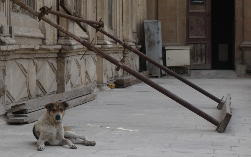 Verschlafener Straßenhund vor einem Museum.
