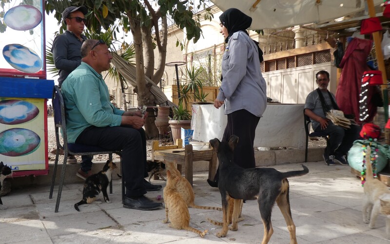 Einheimische versorgen frei lebende Katzen und Hunde.
