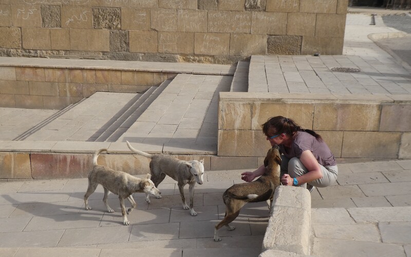 Drei junge Straßenhunde nehmen an einer Pyramide vorsichtig Kontakt zu mir auf.