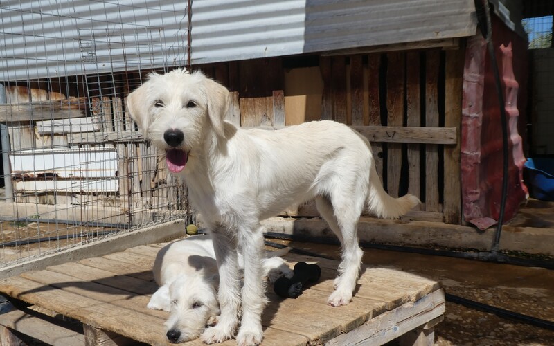 Jeder Hund wird möglichst genau beschrieben, um eine Adoption in ein hoffentlich dauerhaftes neues Zuhause zu erreichen.