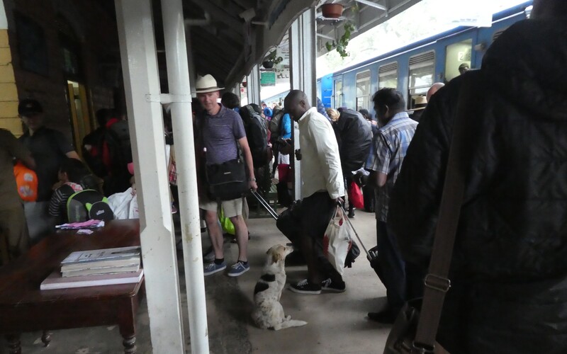 An Menschenmengen gewohnter Streuner auf einem überfülltem Bahnsteig im Norden Sri Lankas.
