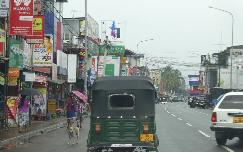 Auf Sri Lanka leben Millionen und Abermillionen von Straßenhunden.
