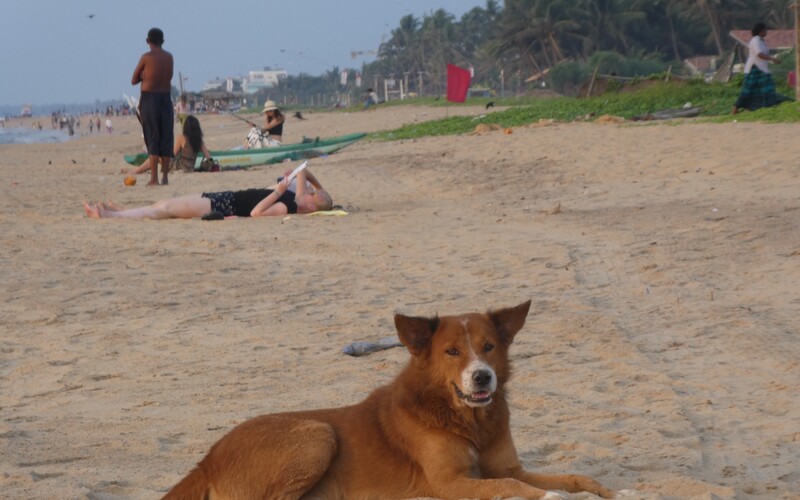 Streuner an einem bei Einheimischen beliebten Badestrand im Nordwesten Sri Lankas.
