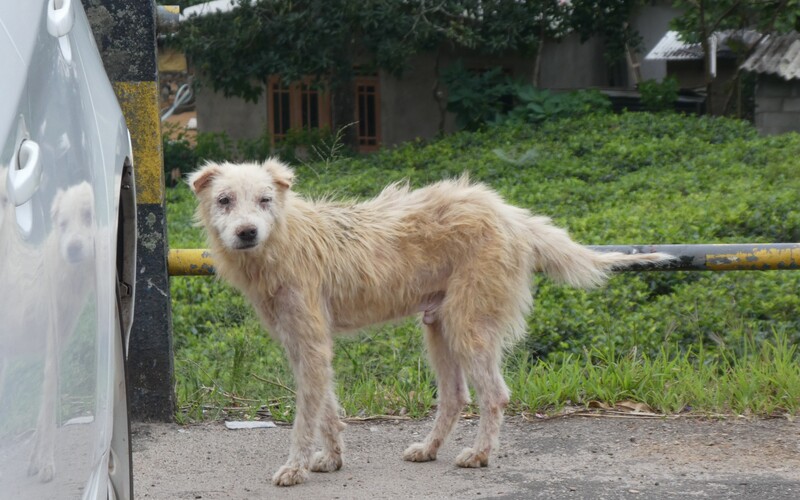 Derart leidende Hunde sind auf die Hilfe von Tierschützer:innen vor Ort angewiesen.
