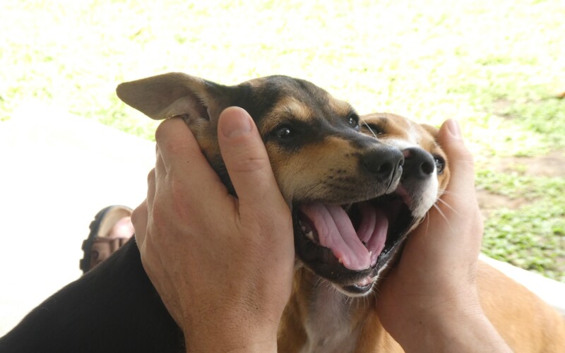 Ein wahrhaftig herausragendes Tierschutzprojekt, für das es sich auf jeden Fall zu spenden lohnt!