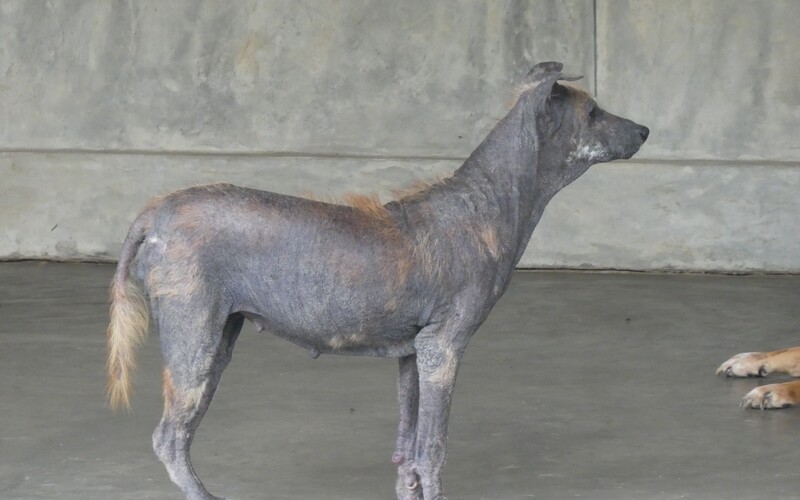 die Behandlung und Versorgung kranker Hunde