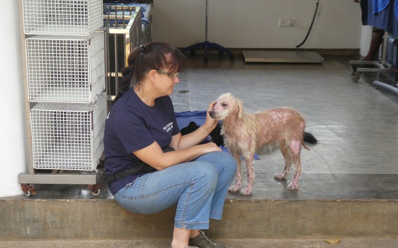 die Behandlung und Versorgung verletzter Hunde