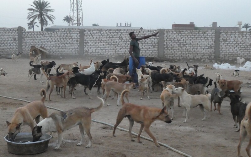 Dennoch geben alle Mitarbeiter:innen ihr Bestes, um die Grundbedürfnisse der im Tierheim lebenden Hunde zu befriedigen. 