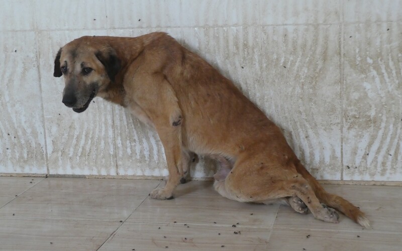 Hunde mit Handicaps sind meist in gefliesten Räumen untergebracht.