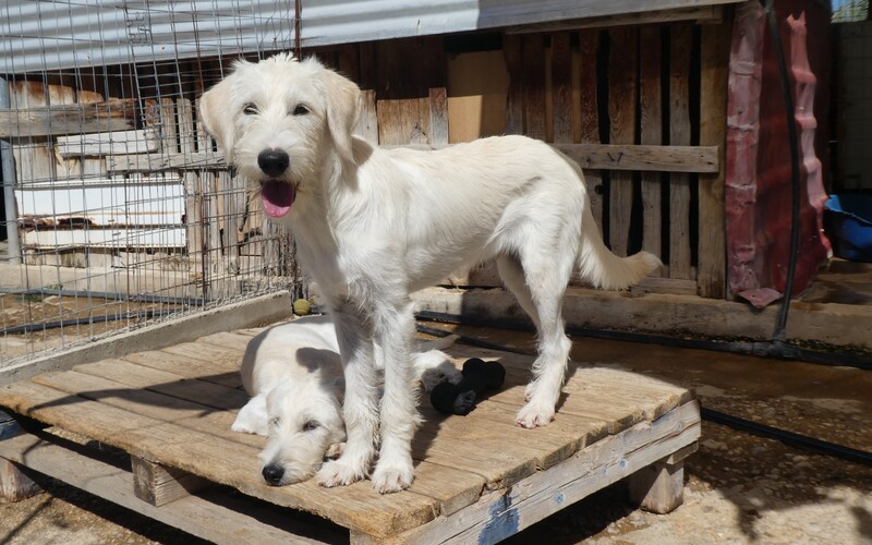 Jeder Hund wird möglichst genau beschrieben, um eine Adoption in ein hoffentlich dauerhaftes neues Zuhause zu erreichen.