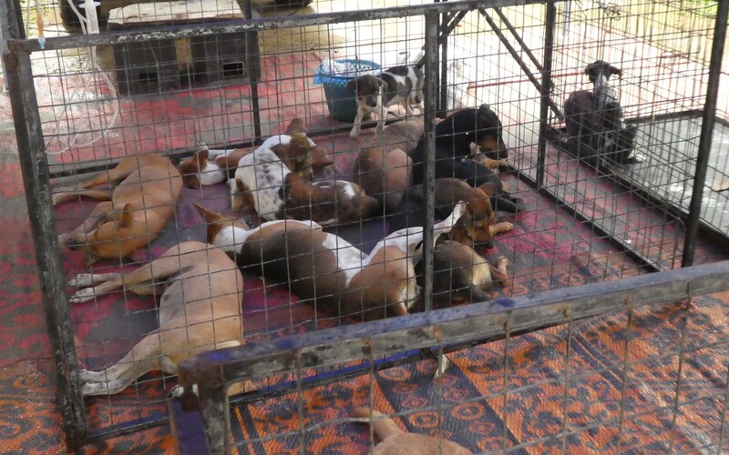 Streuner auf Sri Lanka sind daran gewöhnt, auf engstem Raum miteinander klarkommen zu müssen. 